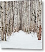 Winter Birch Path #1 Metal Print