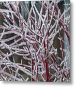 Winter Spectacular - Silver Leaf Dogwood #1 Metal Print