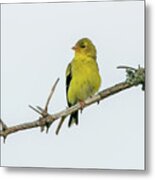 Yellow Finch #1 #1 Metal Print