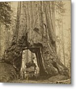 Yosemite Sequoia #1 Metal Print