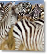 Zebra Herd #1 Metal Print