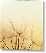 Dandelion Seed #10 Metal Print