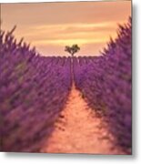Lavender Fields At Sunset #10 Metal Print