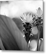 White Curcuma Flower #10 Metal Print