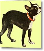 Boston Terrier #13 Metal Print