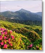 Rhododendron Flowers Covered Mountains #13 Metal Print