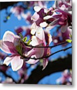 Magnolia Blossoms #132 Metal Print