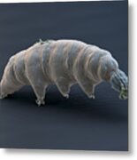 Water Bear Or Tardigrade #14 Metal Print