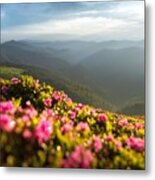 Magic Pink Rhododendron Flowers #15 Metal Print