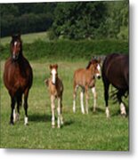 1z5f9762 Welsh Cob Mares And Foals, Brynseion Stud, Uk Metal Print
