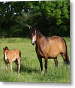 1z5f9814 Welsh Cob Mare And Foal, Brynseion Stud, Uk Metal Print