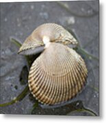 Alaska, Ketchikan, Cockle Shell On Beach #2 Metal Print