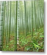 Bamboo Forest #2 Metal Print