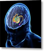 Brain Anatomy #2 Metal Print