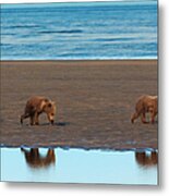 Brown Bear Cubs, Lake Clark National Metal Print
