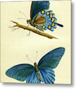 Butterflies - Papilio Philenor Metal Print
