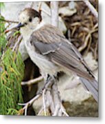 Camprobber - The Gray Jay #2 Metal Print