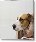 Cleaning The Dog In Bathroom. Taking Care And Hygiene Of Pets, H #2 Metal Print