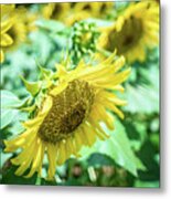 Famland Filled With Sunflowers On Sunny Day #2 Metal Print
