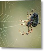 Garden Spider #2 Metal Print