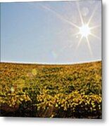 Grape Vineyards In Sonoma County During #2 Metal Print