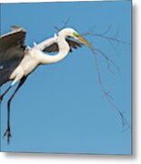 Great Egret With Stick #2 Metal Print
