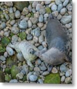 Grey Seal Mother And Pup On Breeding Beach In Wales #2 Metal Print