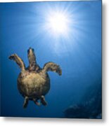Hawksbill Sea Turtle #2 Metal Print