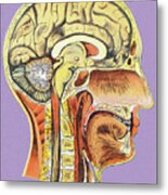 Human Head Anatomy #2 Metal Poster