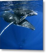 Humpback Whales #2 Metal Print