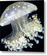 Jellyfish #2 Metal Print