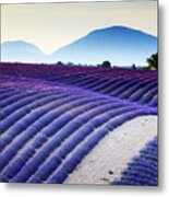 Lavender Field In Provence France #2 Metal Print