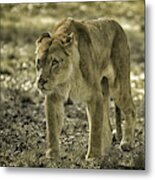 Lioness #2 Metal Print