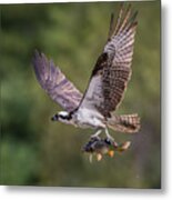 Osprey With Catch #2 Metal Print