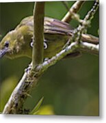Palm Tanager San Jorge Ibague Colombia #2 Metal Print