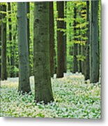 Ramsons In Beech Forest #2 Metal Print