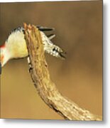Red-bellied Woodpecker #2 Metal Print