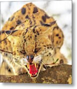 Serval On A Tree #2 Metal Print