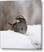 White- Throated Sparrow Metal Print