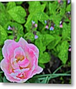 2019 Vernon Pink Tulip 1 #2019 Metal Print