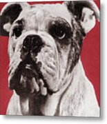 Bulldog #25 Metal Poster