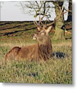 28/11/18  Tatton Park. Stag In The Park. Metal Print