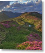 Beauty Rhododendron In High Mountains #3 Metal Print
