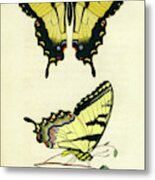 Butterflies Metal Print