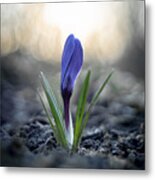 Crocus #3 Metal Print