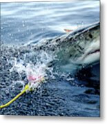 Great White Shark #4 Metal Print