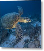 Hawksbill Sea Turtle #3 Metal Print