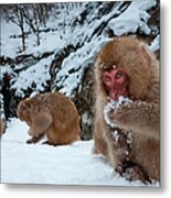 Japanese Macaques, Japanese Alps #3 Metal Print