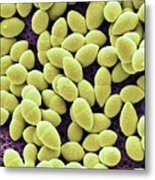 Kefir Bacteria #3 Metal Print