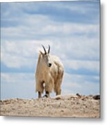 Mountain Goat Metal Print